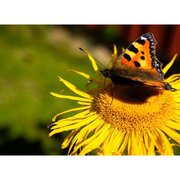 Polisan X1 Art Sayı Boyama 40X60cm Çiçek 2