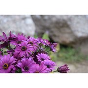 Polisan X1 Art Sayı Boyama 40X60cm Çiçek 3