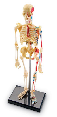 4D Master Insan Anatomisi Puzzle - Insan Iskeleti Modeli