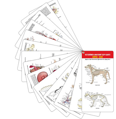 Veteriner Anatomi Cep Kartı-Köpek Kedi