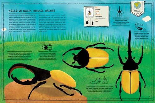 Böcek Atlası