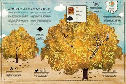 Ağaç Atlası-Harita Hediyeli