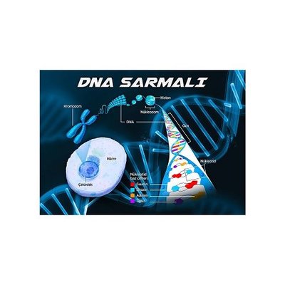 Artikel DNA Sarmalı 50x70 cm Duvar Sticker 
