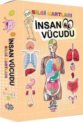 İnsan Vücudu - Bilgi Kartları