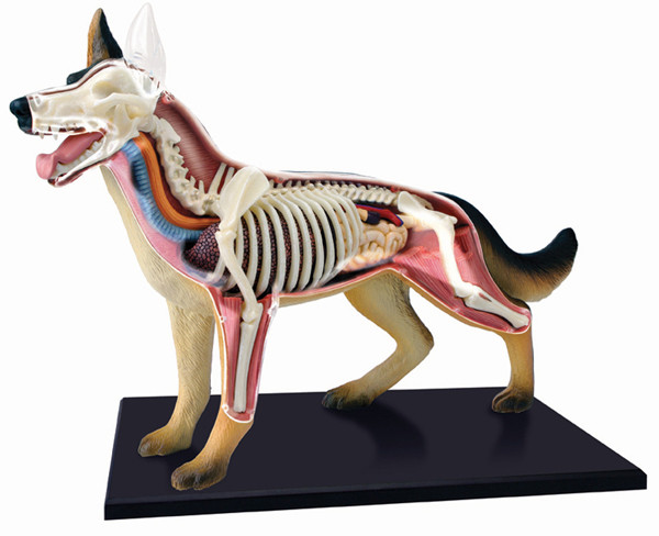 4D Master Hayvan Anatomisi Puzzle - Köpek