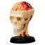 4D Master Insan Anatomisi Puzzle - Beyin Sinirsel Sistemi ve Kafatasi Modeli