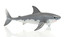 Schleich Büyük Beyaz Köpekbalığı 14700