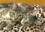 Clementoni 1000 Parça Puzzle The Eyes Of The Cats 39237.7