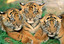 Educa Puzzle Tiger Cubs 15965 500'Lük