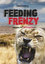 Lion Feeding Frenzy - Aslanlar Arasinda