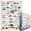 Eurographics Puzzle 1000 parça Sea Fish 6000-0313