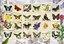 Anatolian 3583 Kelebekler Butterfly Stamps 500 Parça Puzzle