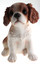King Charles Spaniel Puppy Biblo Gp-0769