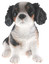 King Charles Spaniel Puppy Biblo Gp-0770