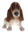 Basset Hound Puppy Biblo Gp-0772