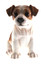 Jack Russell Puppy Biblo Gp-0773