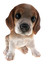 Beagle Puppy Biblo Gp-0775