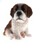 Saint Bernard Puppy Biblo Gp-0778