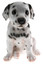 Dalmatian Puppy Biblo Gp-0779