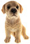 Labrador Puppy Biblo Gp-0780