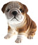 Bulldog Puppy Biblo Gp-0782