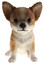 Chihuahua Pupy Biblo Gp-0783