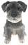 Schnauzer Puppy Biblo Gp-0784