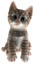 Kitten Pet Pals Beige Puppy Biblo Gp-0786