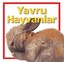 Yavru Hayvanlar