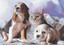 Puzz Puzzle 1000 Kedi Köpek Kardeşliği 68x48