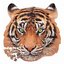 Educa Tiger Animal Face Shaped 375 Parça Puzzle