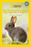National Geographic Kids - Okul Öncesi Zıplayan Tavşan